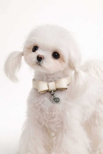 Soft Padded Comfort Collar