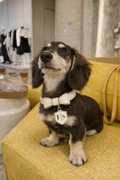 Adjustable Nylon Pet Collar