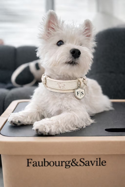 Premium Leather Dog Collar